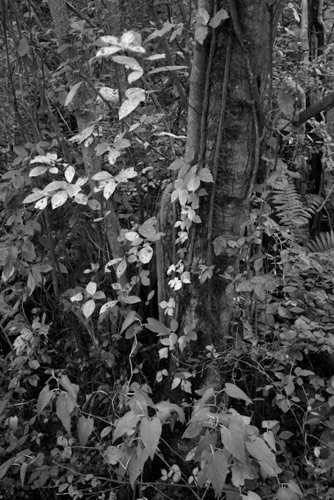 Fall Foliage Great Swamp National Wildlife Refuge New Jersey (SA).jpg